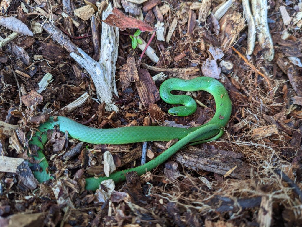 green snake on leafs