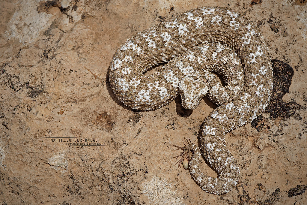 Spider tailed Horned Viper