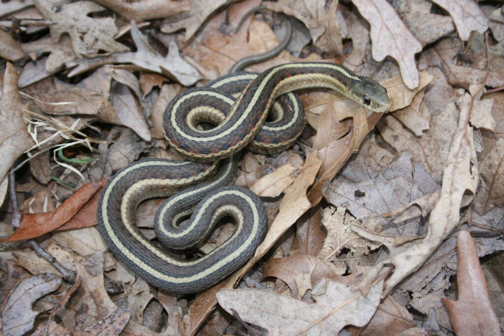 white brown long snake