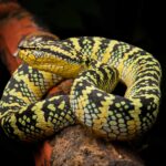 Dark yellow snake sit on tree