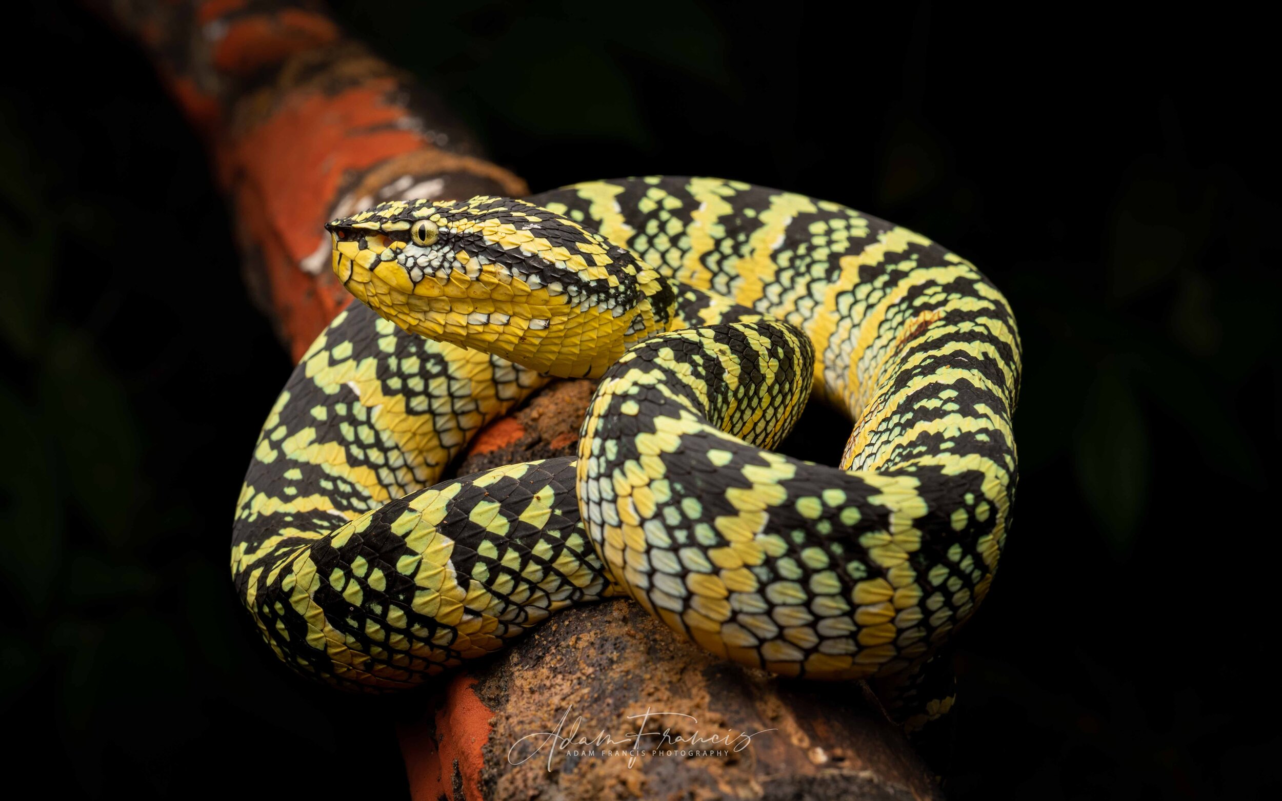 Dark yellow snake sit on tree