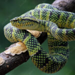 pite viper on tree