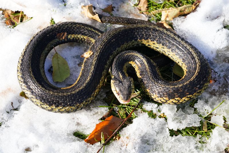 snake taking rest on rock