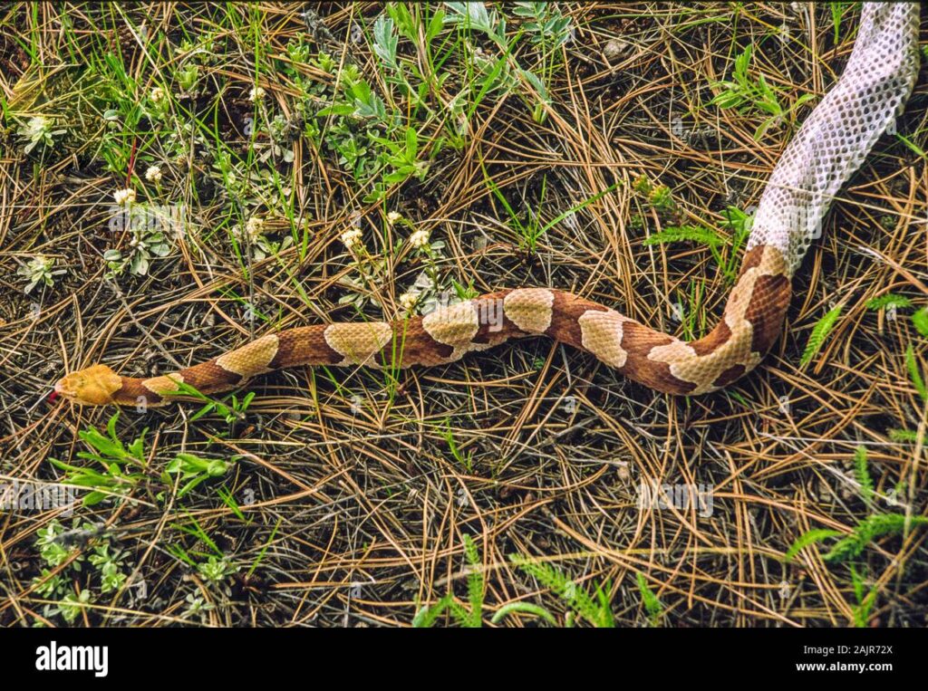 snake running on farm land