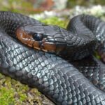 Eastern Indigo Snake