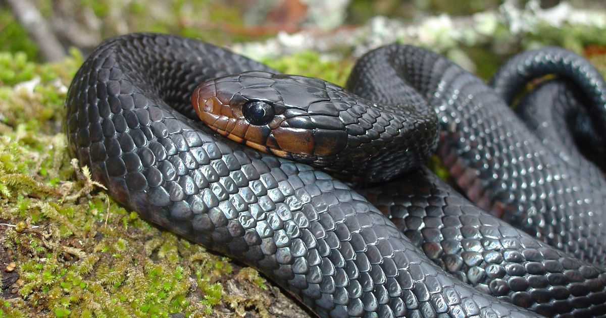 Eastern Indigo Snake