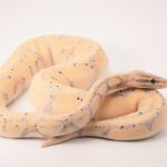 brown and beige snake on white background