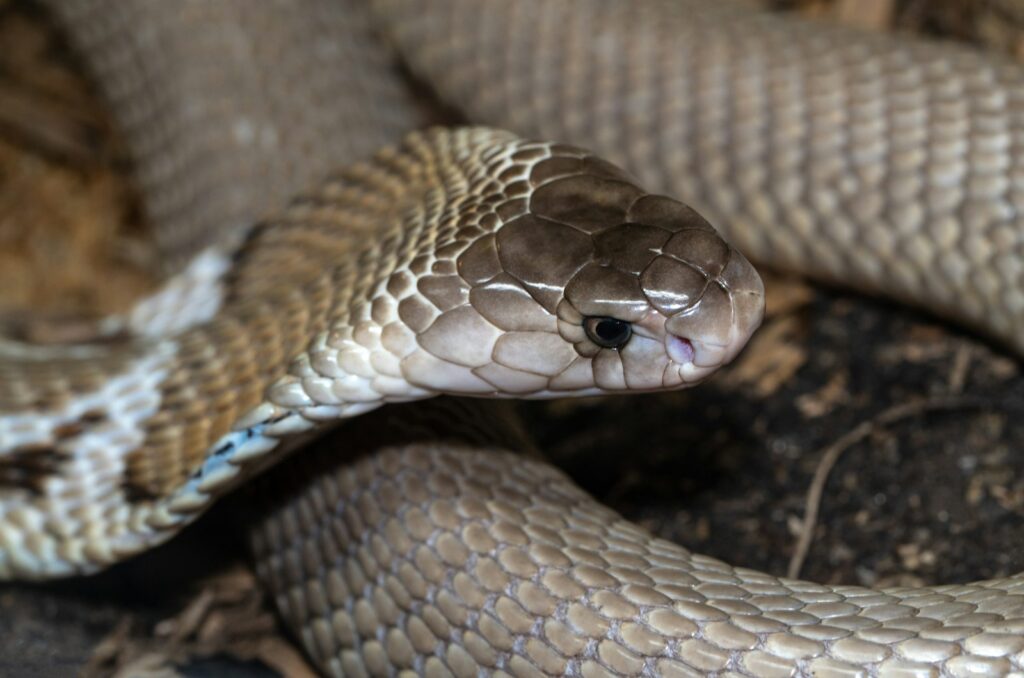 Brown and white snake