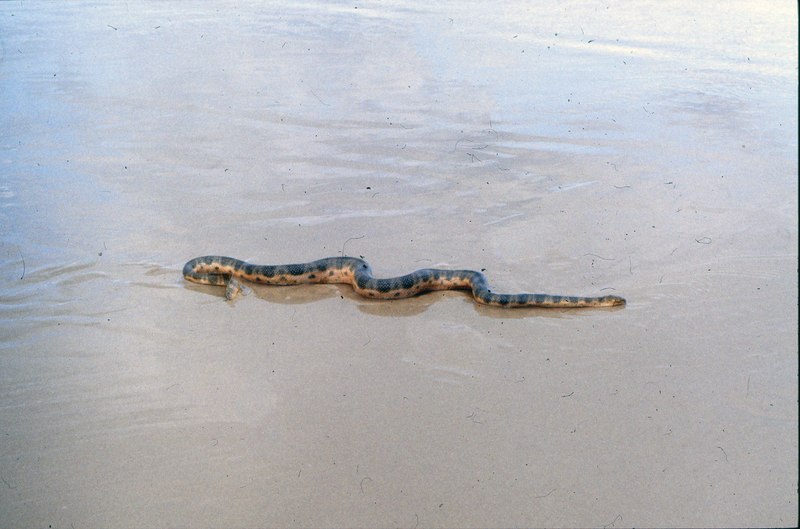 Sea_snake_Hydrophis_major_on_Ninety_Mile_Beach_Fraser_Island_Queensland_August_1986_IMG_0137