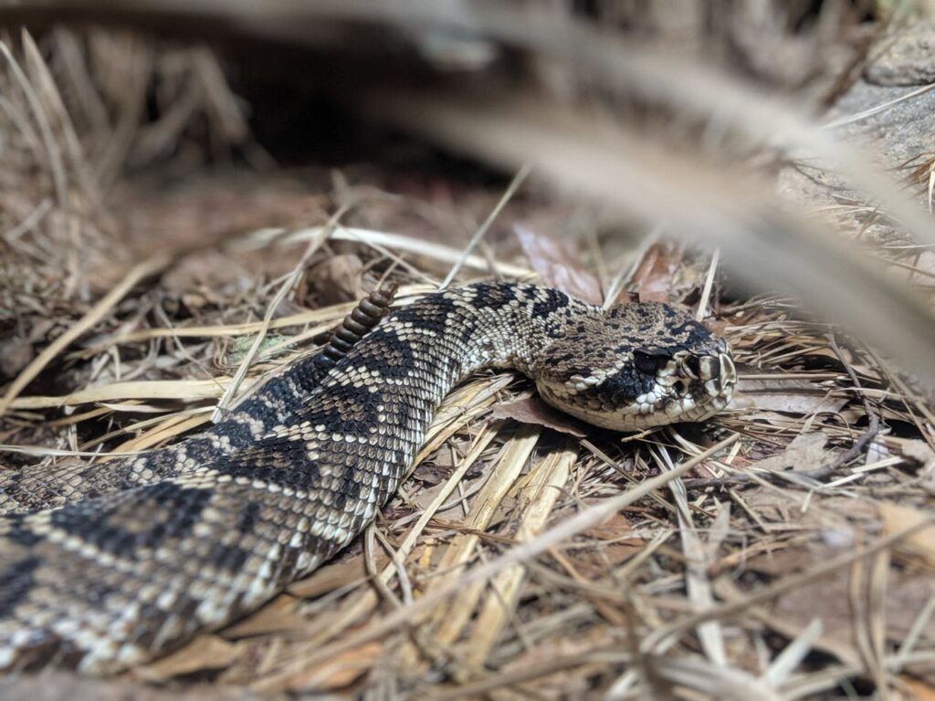 Rattle Snake in Grass