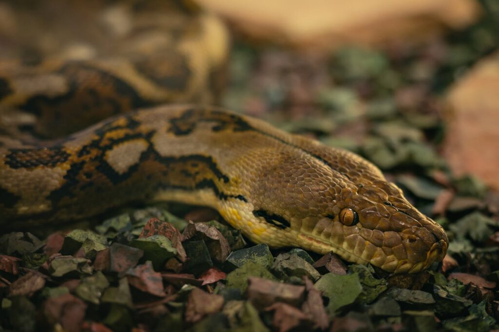Resting Python Snake