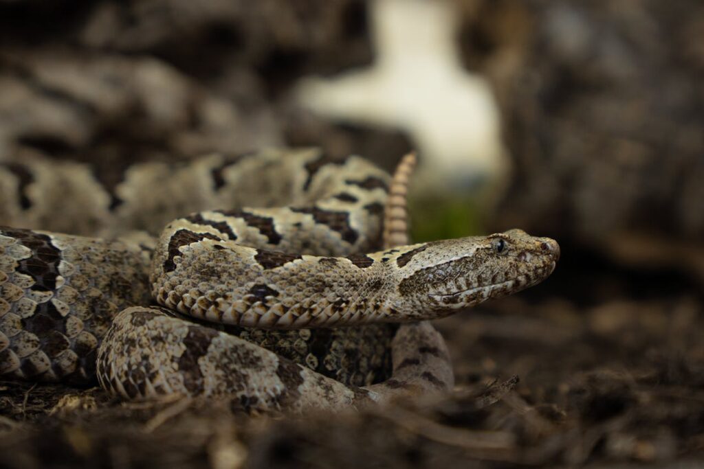 Rattle Snake