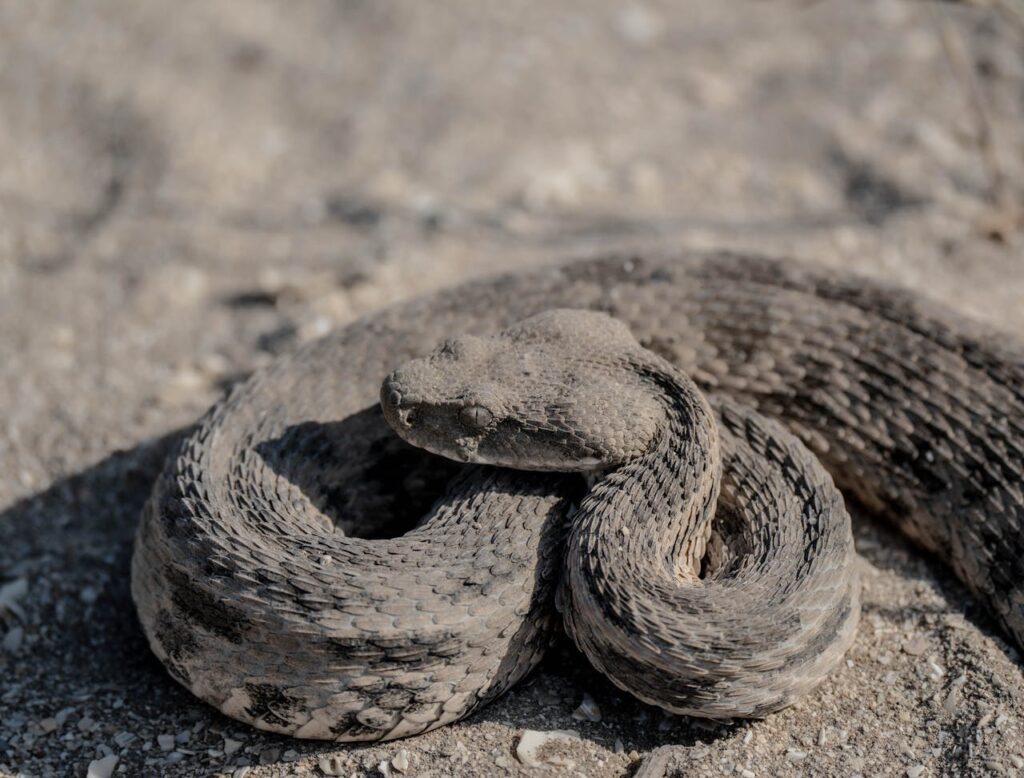 grey snake on land