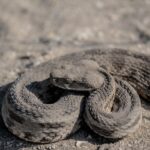 grey snake on land