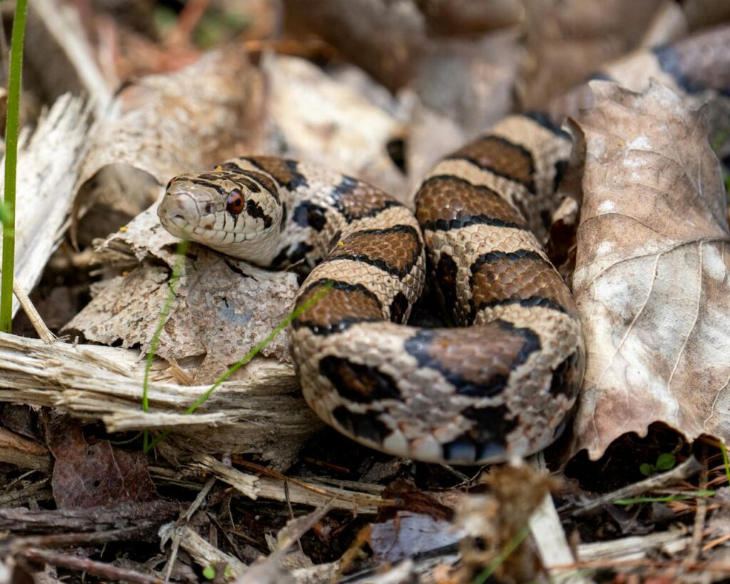 Sand Boa snake