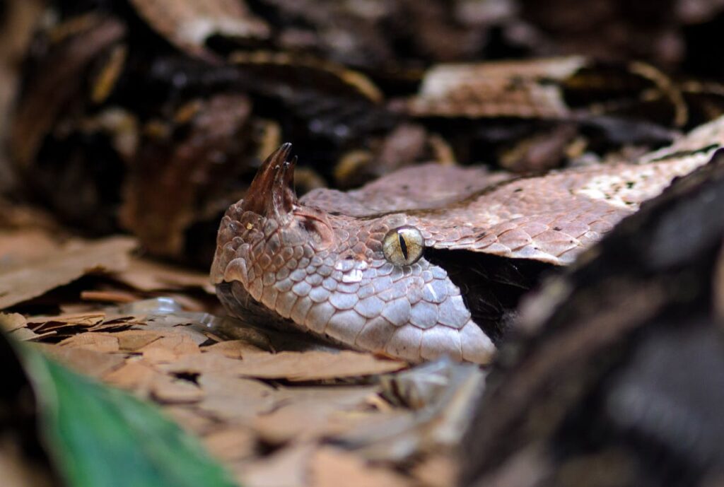 Horned Viper