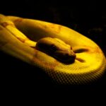 yellow snake