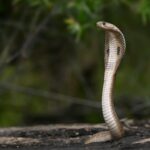 Brown cobra snake