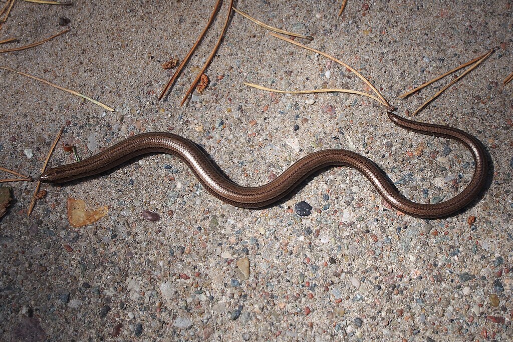 Anguis_fragilis_Padalec_zwyczajny_2018-06-24_03