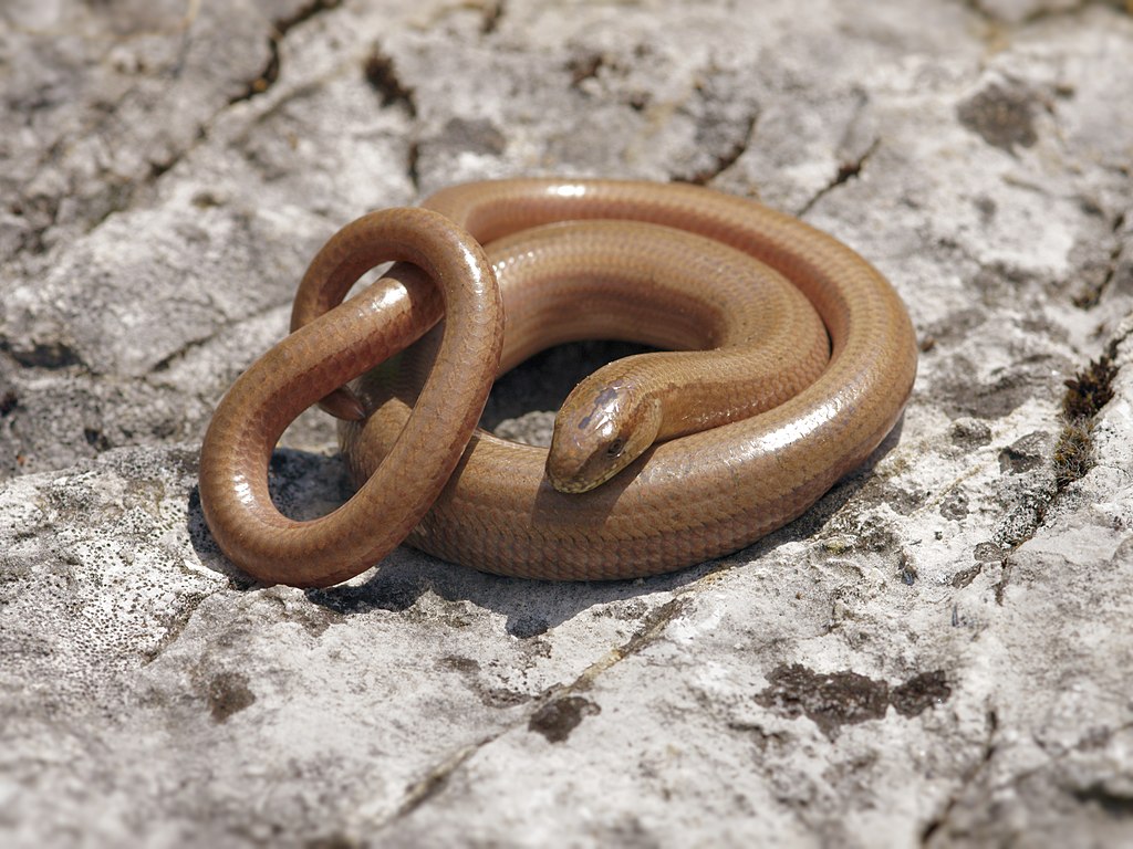Anguis fragili
