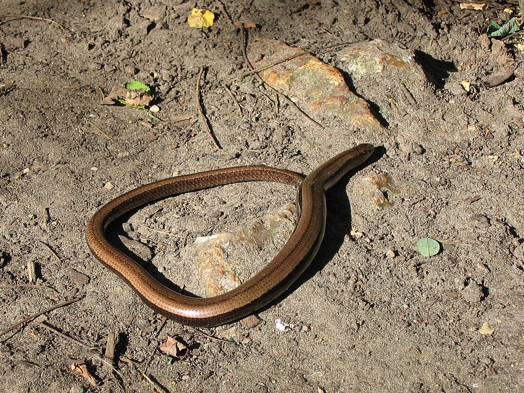 Anguis_fragilis_near_Paris
