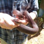 Black_Pisnake,_Black_Pine_Snake,_Pituophis_melanoleucus_lodingi,_being_held_in_May_2021