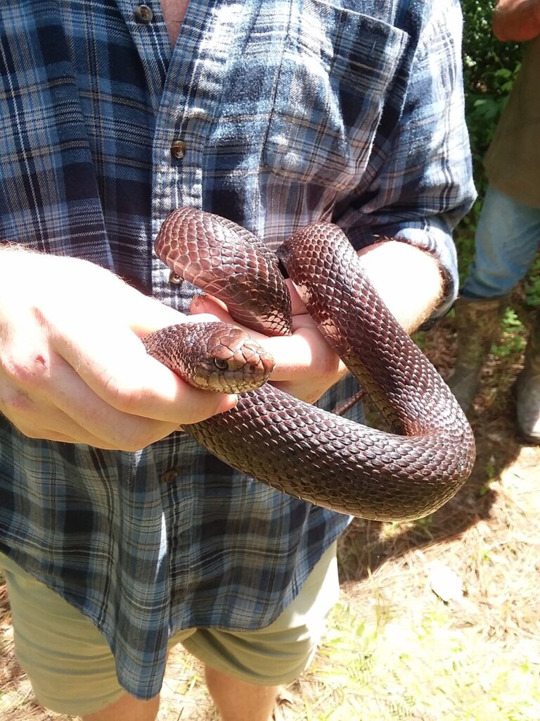 Black_Pisnake,_Black_Pine_Snake,_Pituophis_melanoleucus_lodingi,_being_held_in_May_2021