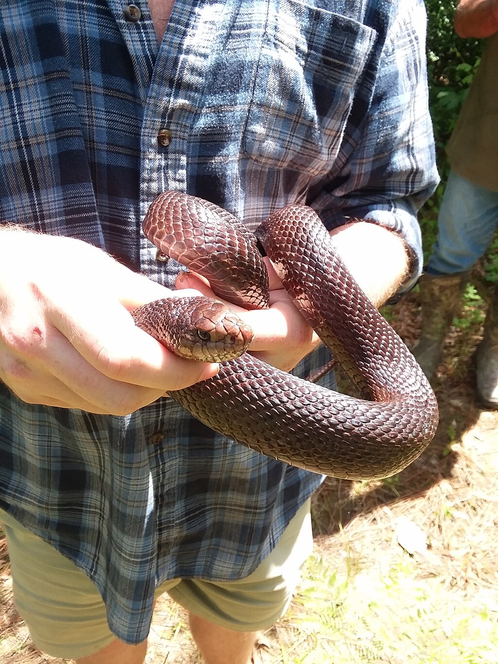Black_Pisnake,_Black_Pine_Snake,_Pituophis_melanoleucus_lodingi,_being_held_in_May_2021
