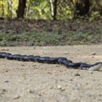 Black_Rat_Snake_(Pantherophis_obsoletus)