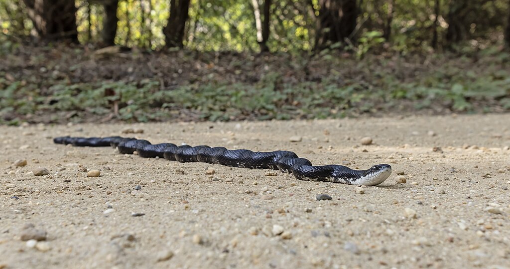 Black_Rat_Snake_(Pantherophis_obsoletus)