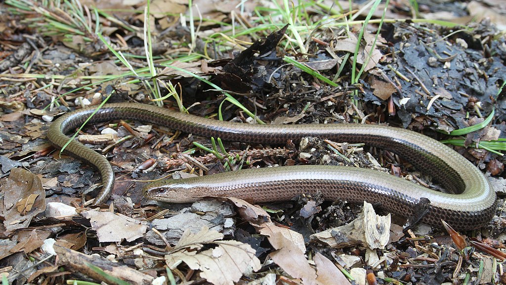 Blindschleiche_Anguis_fragilis