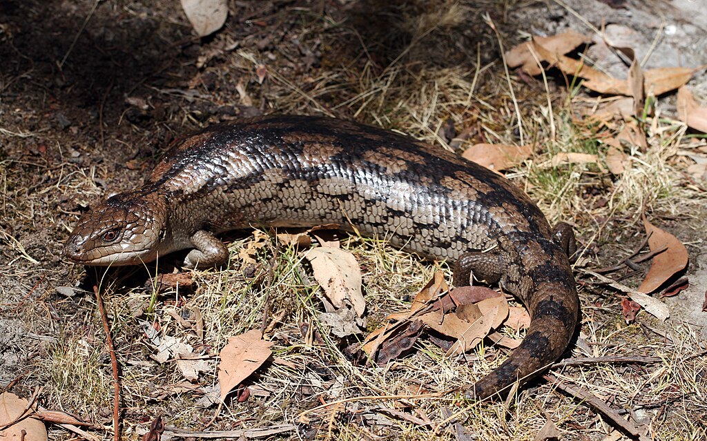 Blotched_Blue_Tongue_(Tiliqua_nigrolutea)_(8485228336)