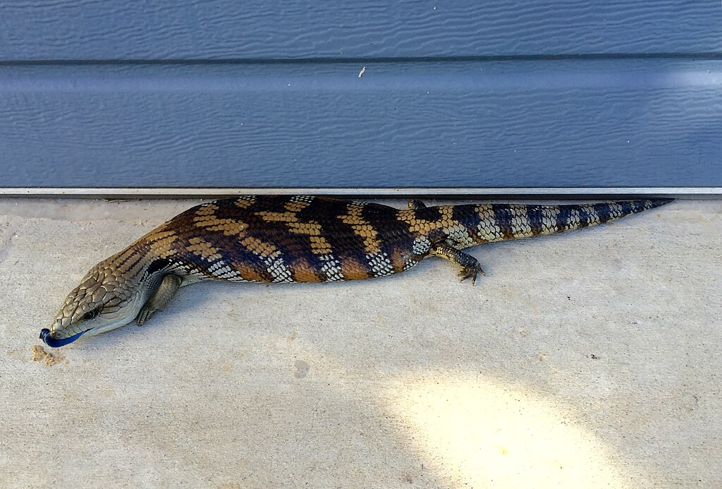 Blue-tongued_skink_in_