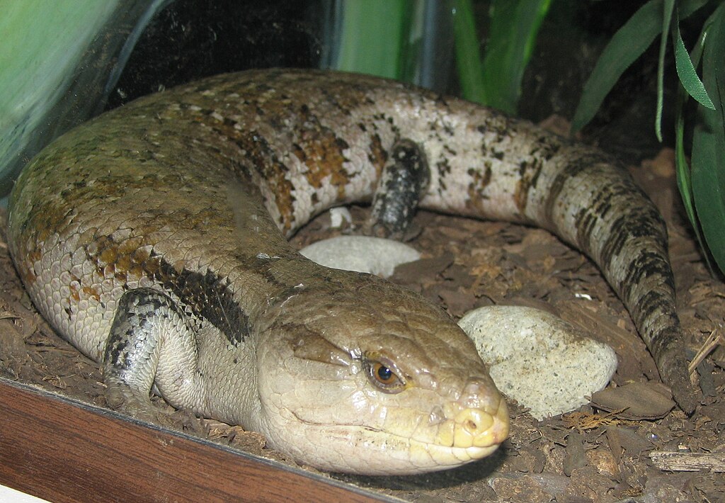 Blue_Tongued_Skink_001