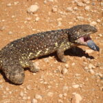 Blue_tongued_skink_NSW_Australia