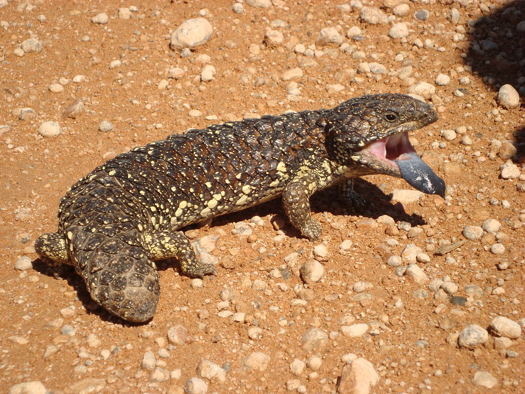 Blue_tongued_skink_NSW_Australia