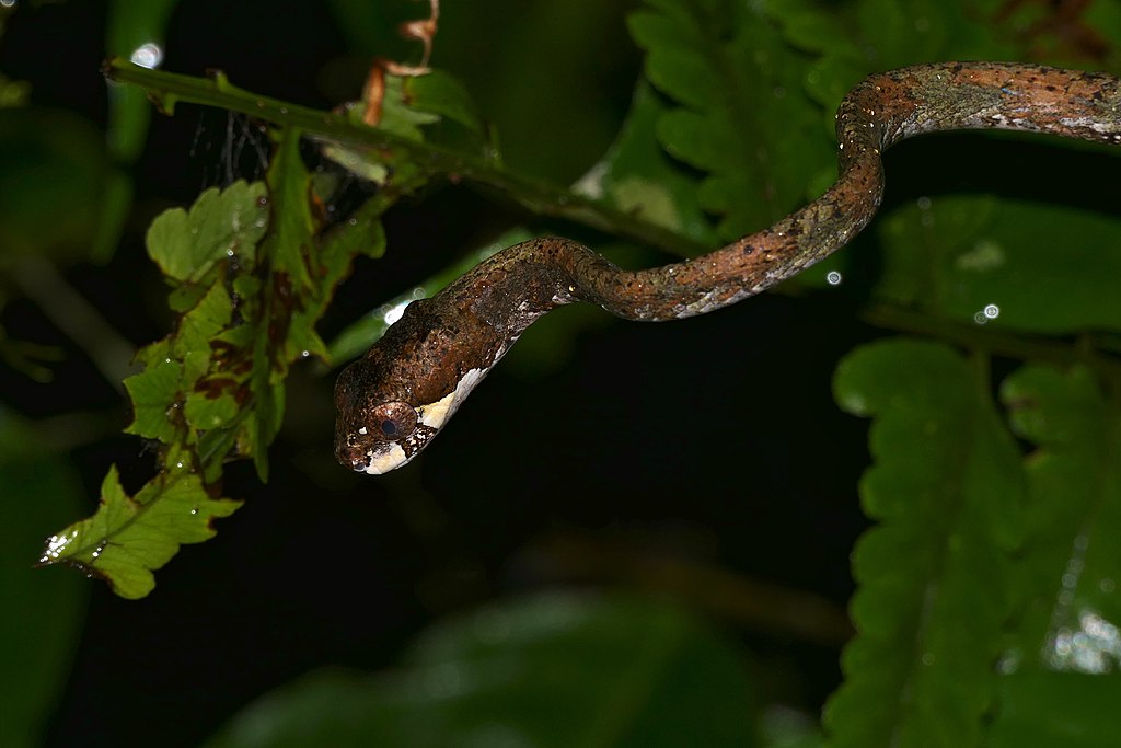 Blunthead_Slug_Snake_(Aplopeltura_boa)_(23095006320)