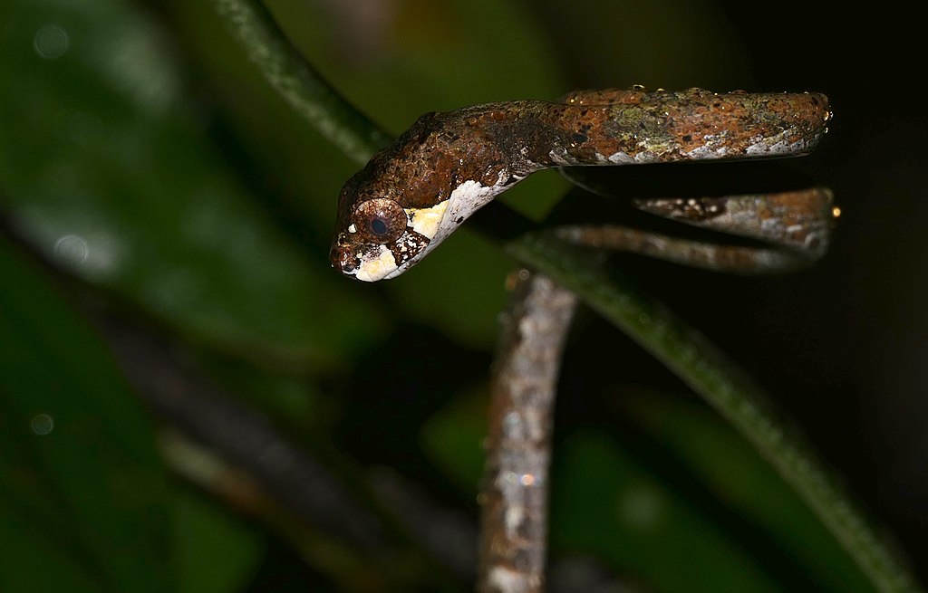 Blunthead_Slug_Snake_(Aplopeltura_boa)_(23095006320)