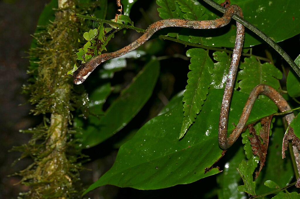 Blunthead_Slug_Snake_(Aplopeltura_boa)_(23100177440)