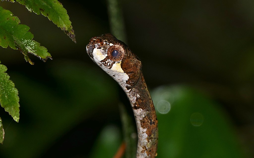 Blunthead_Slug_Snake_(Aplopeltura_boa)_(23100641770)