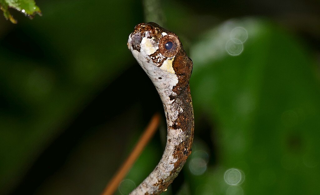 Blunthead_Slug_Snake_