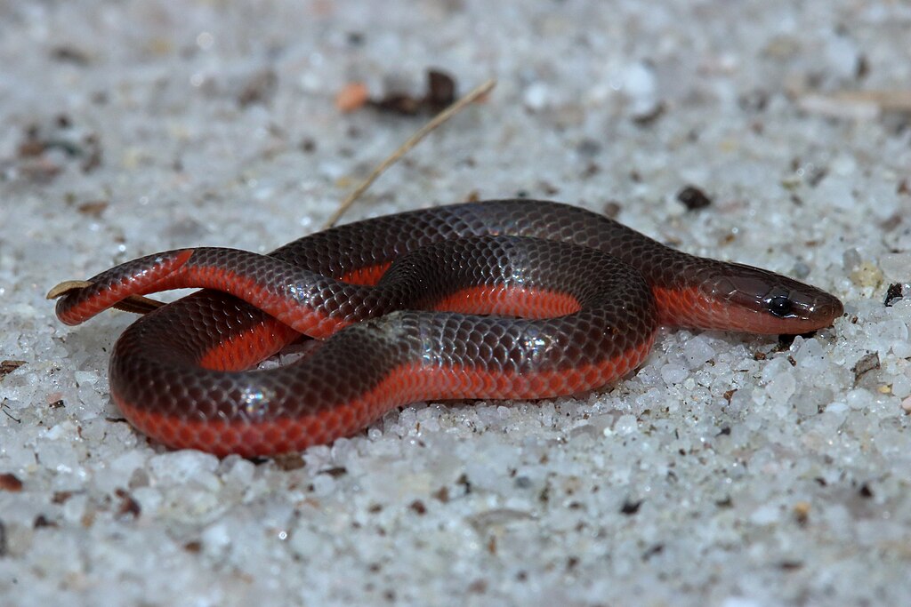 Carphophis_amoenus_Stanton_1