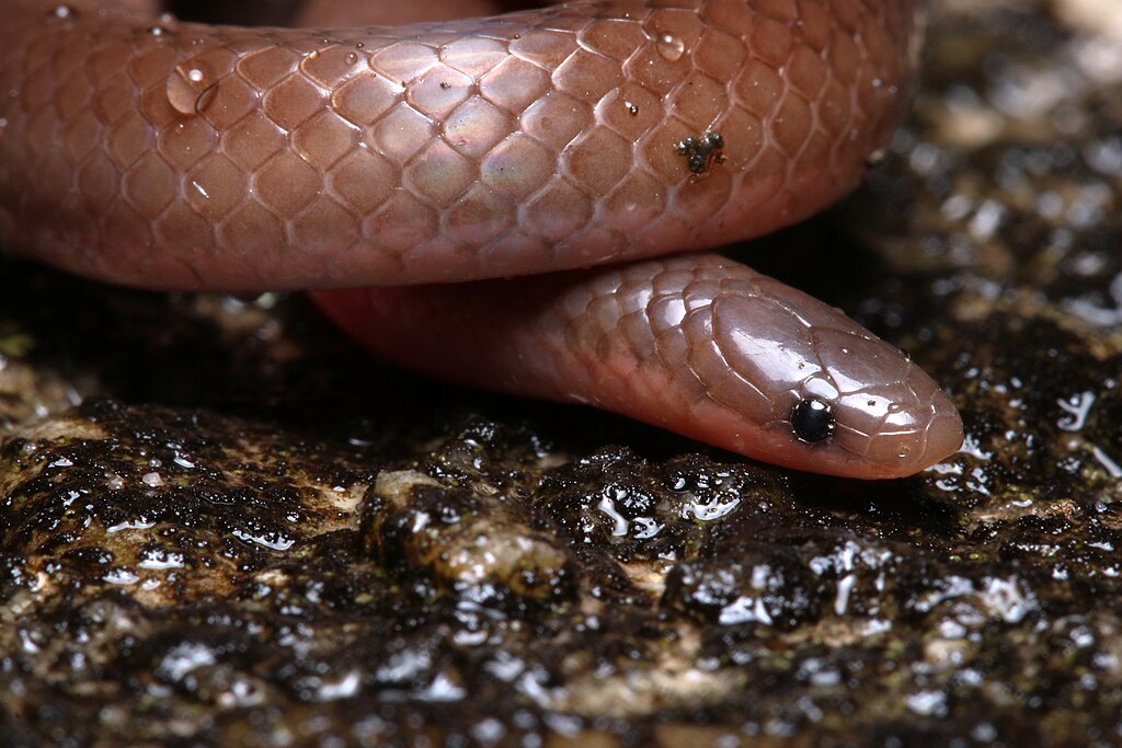 Carphophis_amoenus_Stanton_4