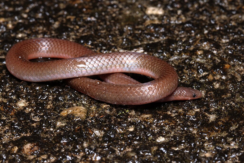 Carphophis_amoenus_Stanton_6