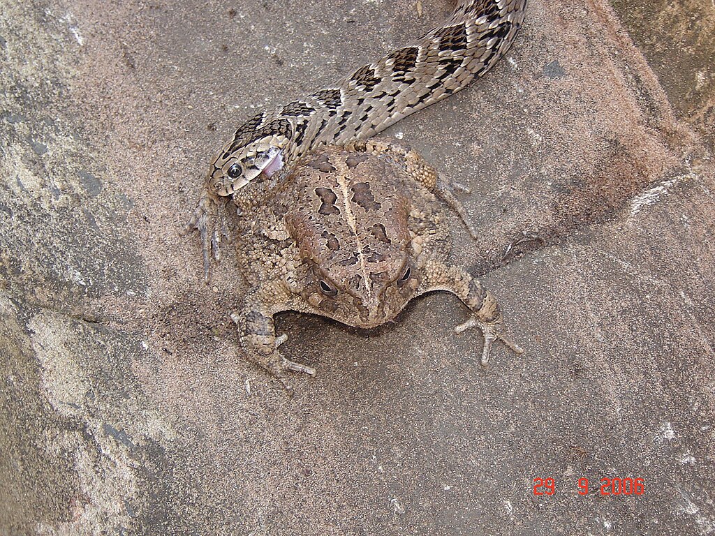 Causus_rhombeatus