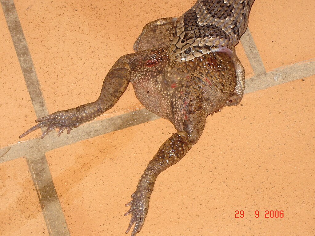 Causus_rhombeatus