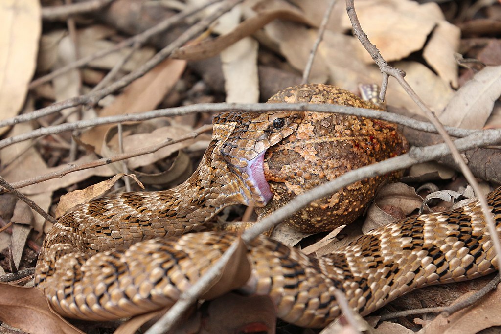 Causus_rhombeatus_in_Mlilwane_Wildlife_Sanctuary_01