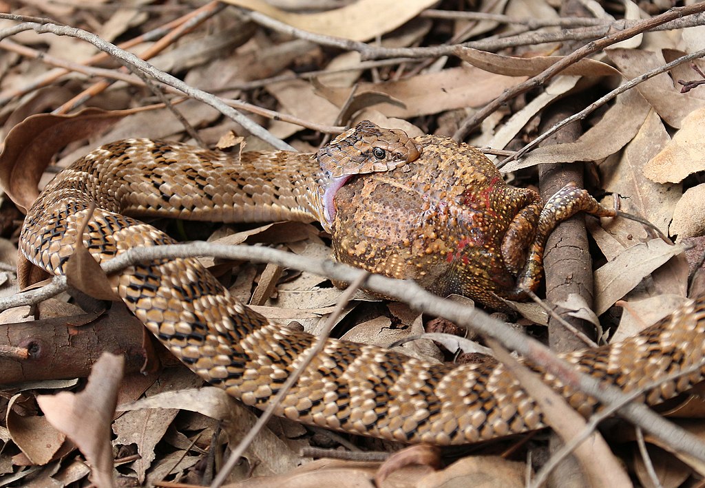 Causus_rhombeatus_in_Mlilwane_Wildlife_Sanctuary