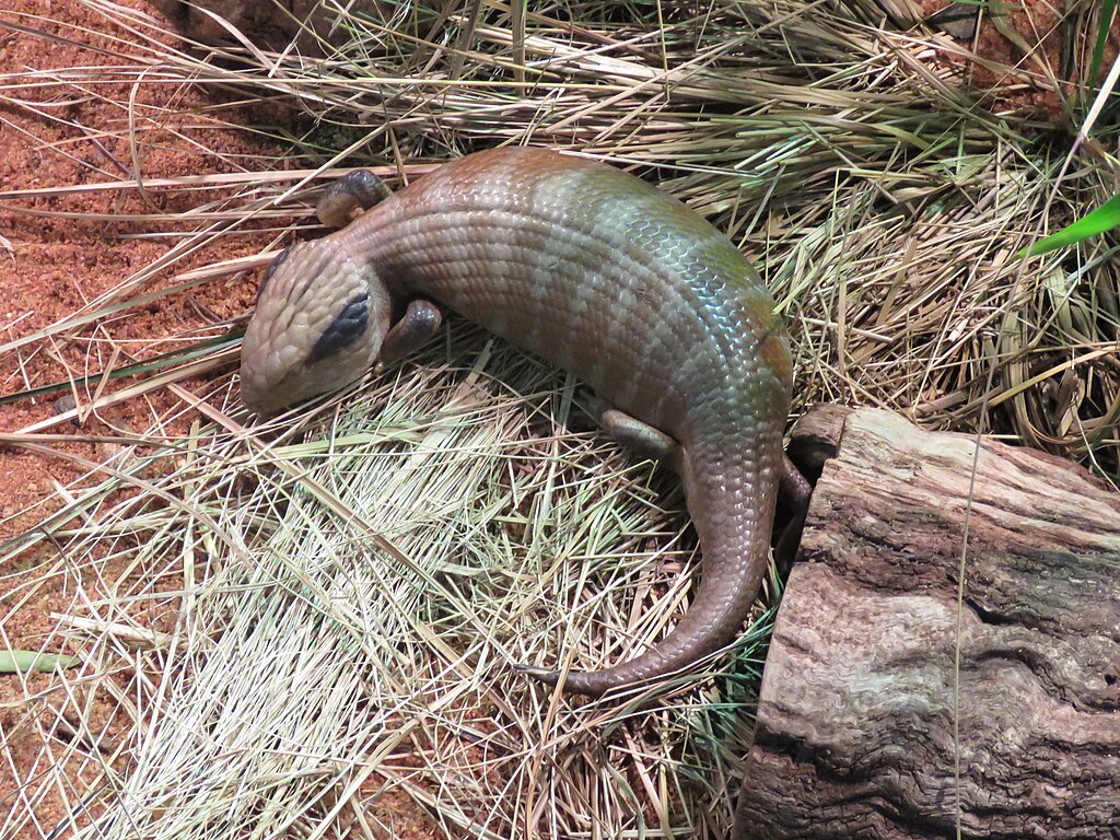 Centralian_blue-tongued_skink_(Tiliqua_multifasciata)_at_Perth_Zoo,_June_2023_01Centralian_blue-tongued_skink_(Tiliqua_multifasciata)_at_Perth_Zoo,_June_2023_01
