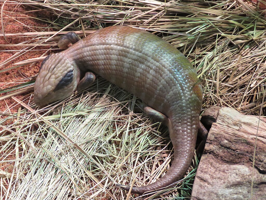 Centralian_blue-tongued_skink_(Tiliqua_multifasciata)_at_Perth_Zoo,_June_2023_02